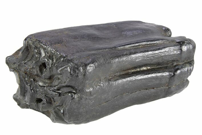 Pleistocene Aged Fossil Horse Tooth - South Carolina #251115